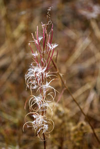 Close-up of dried plant