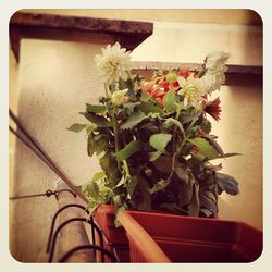 Potted plant in vase