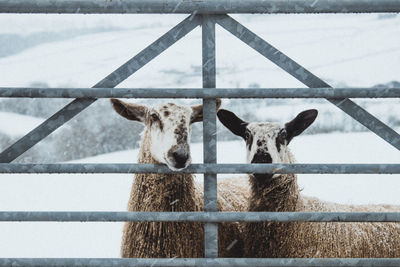 Portrait of sheep in pen during snowfall at winter 