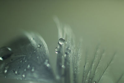 Close-up of wet flower