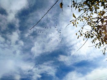 Low angle view of birds flying against sky