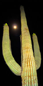 Low angle view of tree at night