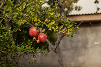 Close-up of fruit on tree. ripe pomegranate fruit in the garden