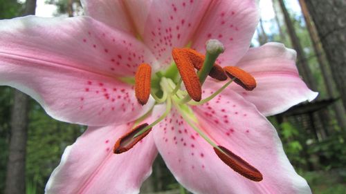 Close-up of pink flower