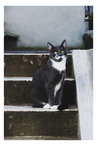 Portrait of black cat sitting outdoors