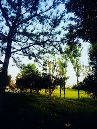 Trees on field against sky