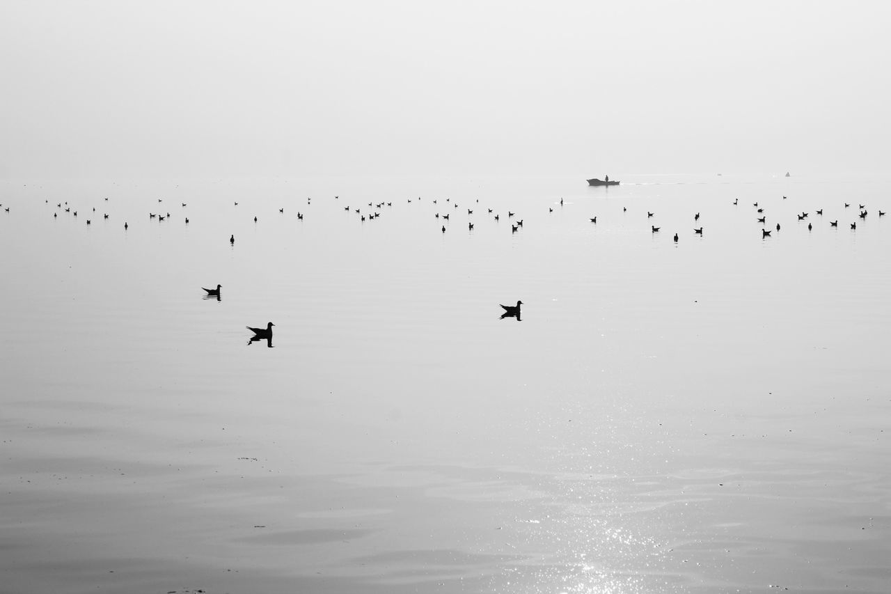 bird, flying, animal themes, animals in the wild, flock of birds, wildlife, water, nature, clear sky, medium group of animals, spread wings, beauty in nature, mid-air, silhouette, waterfront, sky, outdoors, tranquil scene, tranquility