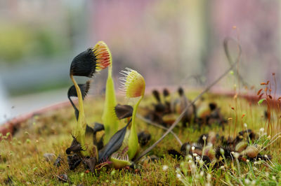 Close-up of carnivorous plant in flower pot