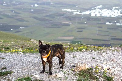 Black dog standing on field