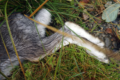 High angle view of snake on grass