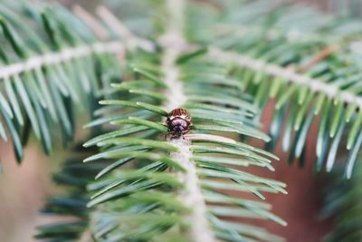 Close-up of insect on pine tree