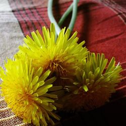 Close-up of yellow flower