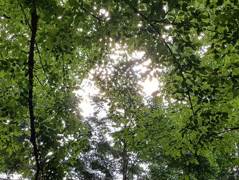 Low angle view of trees in forest