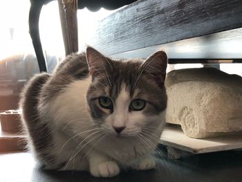 Close-up portrait of a cat