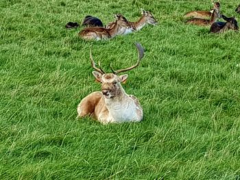 Deer on field