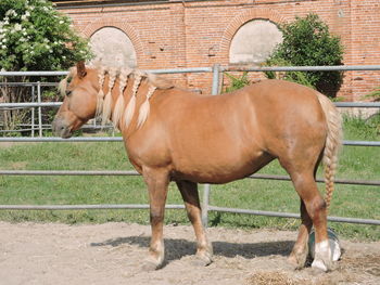 Horse standing in ranch