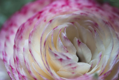 Close-up of pink rose