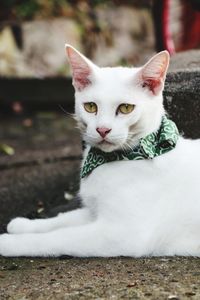 A  beautiful white cat with serious face, staring at the camera.