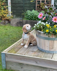 Portrait of dolly as a puppy in the garden at home by the flower bed