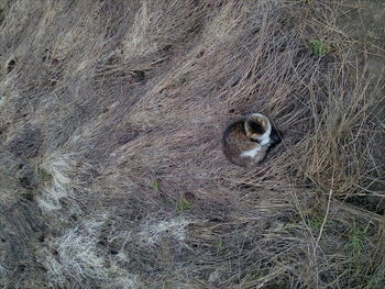 High angle view of bird on grass