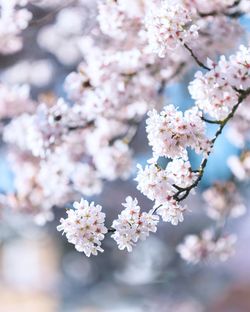 Close-up of cherry blossom