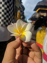 Close-up of hand holding yellow flowering plant