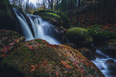 Scenic view of waterfall in forest