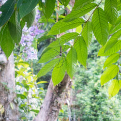 Close-up of fresh green leaves on tree in forest