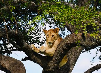 Low angle view of cat on tree