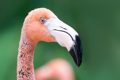 Detail head shot of american flamingo, phoenicopterus ruber