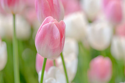 Close-up of pink tulip