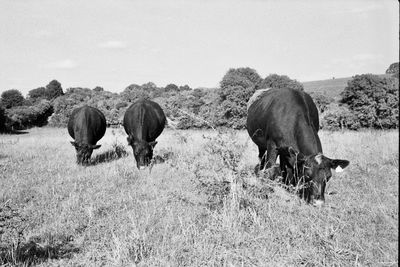 Sheep grazing on field against sky