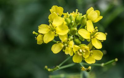 Close-up of yellow flowering plant