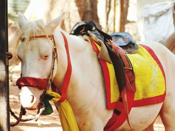 Close-up of horse