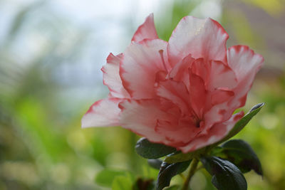 Close-up of pink garden rose flower