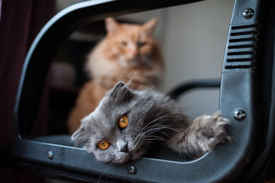 Close-up portrait of cat relaxing at home