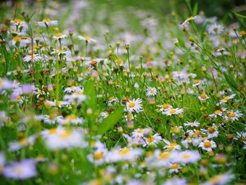 Close-up of flowering plants on field