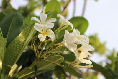 Close-up of white flowering plant