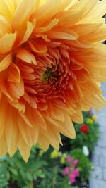 Close-up of dahlia blooming outdoors