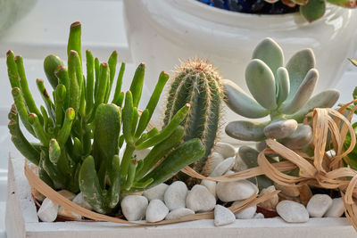 Succulent plant in the vase for decoration and present