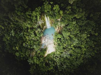 High angle view of a forest