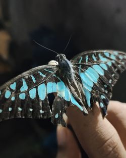 Close-up of butterfly on hand