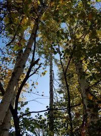 Low angle view of trees against sky