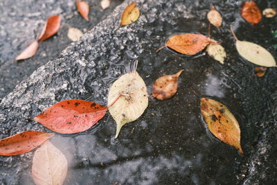 Close-up of leaves