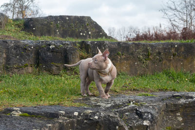 Dog standing on rock by water