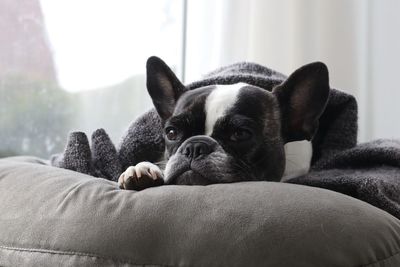 Close-up of boston terrier relaxing on sofa at home