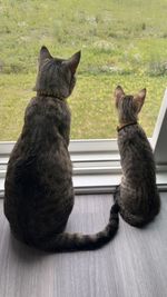 cat