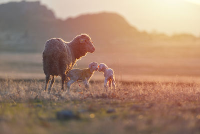 Horses on a field