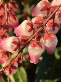 Close-up of pink flowers