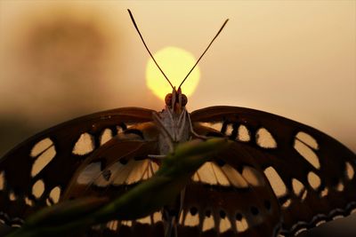 Creative photography of butterfly by shooting under orange sunset